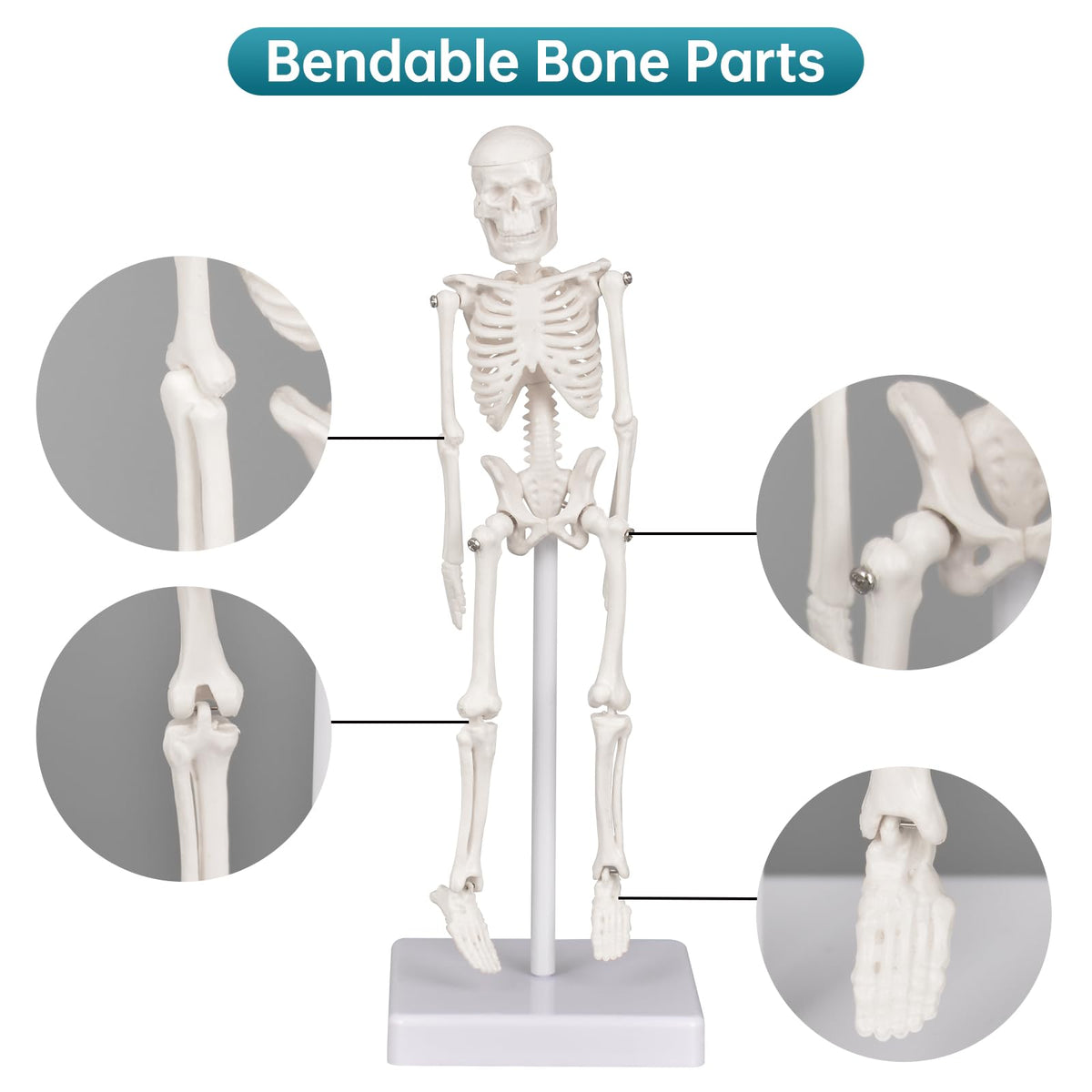 Mini Skeleton Model, 7.8" Small Anatomy Skeleton Figure, Movable Arms and Legs, Human Body Model with Base, Human Bones for Teaching Tool, Decoration