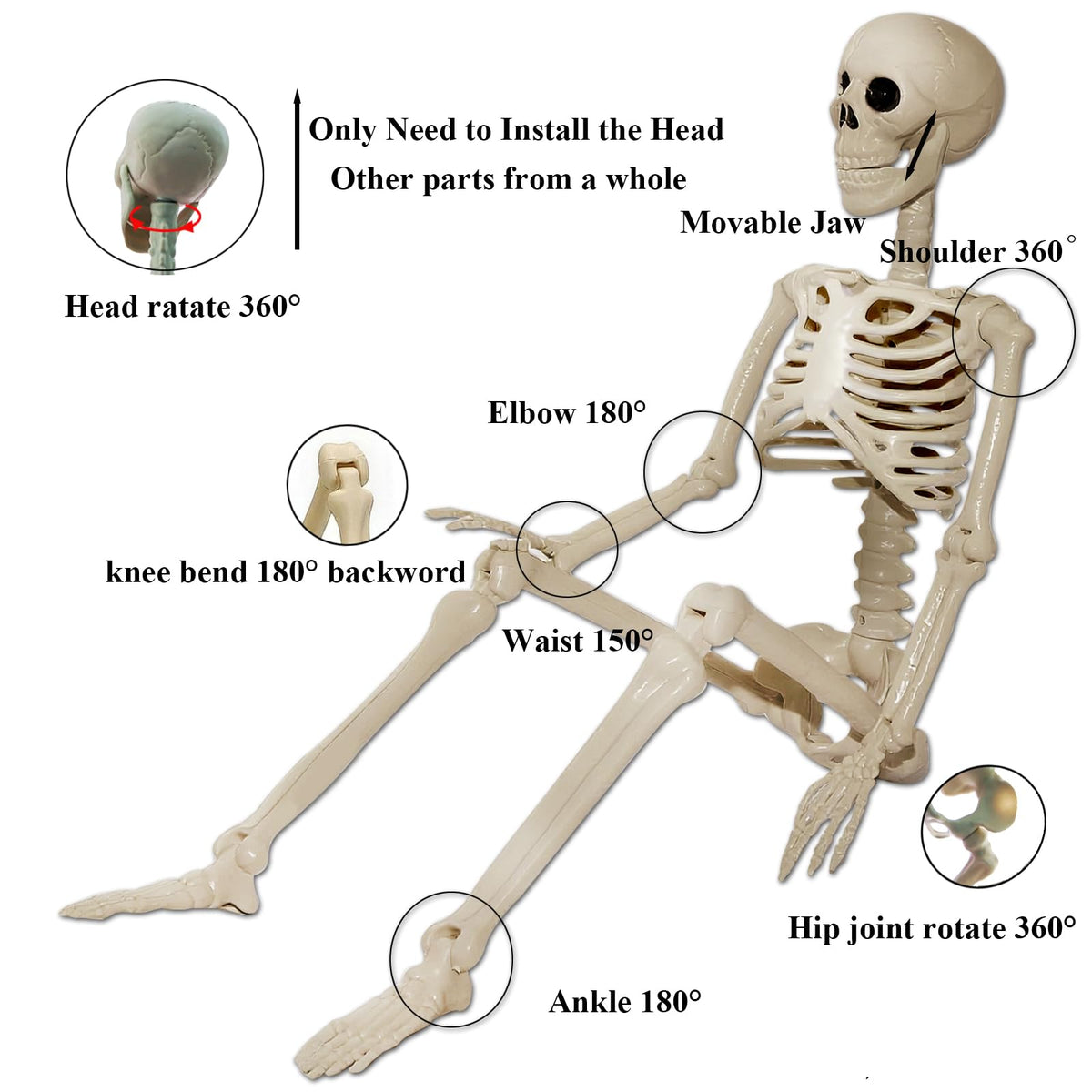 Skeleton Halloween Decorations Outdoor Indoor - 2Pcs 36" 1Pcs 16" Posable Plastic Skeleton, Movable Joints Full Body Bones,Funny Halloween Decor for Party,Porch,Haunted House,Yard, Garden,Graveyard